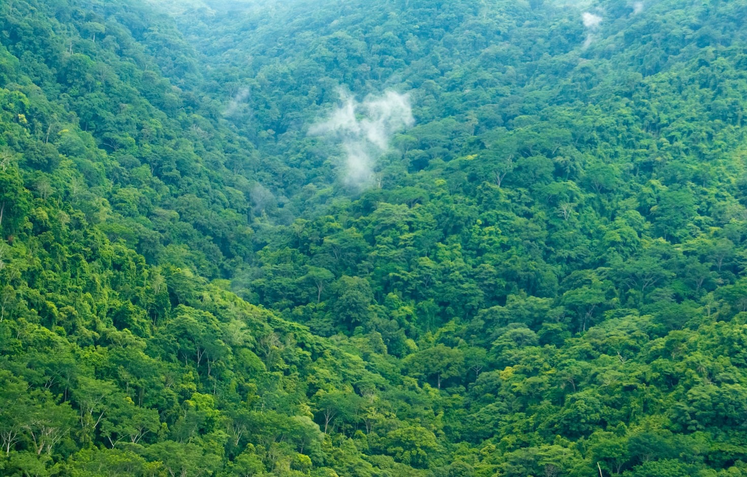 Cómo el Derecho Real de Conservación protege la biodiversidad
