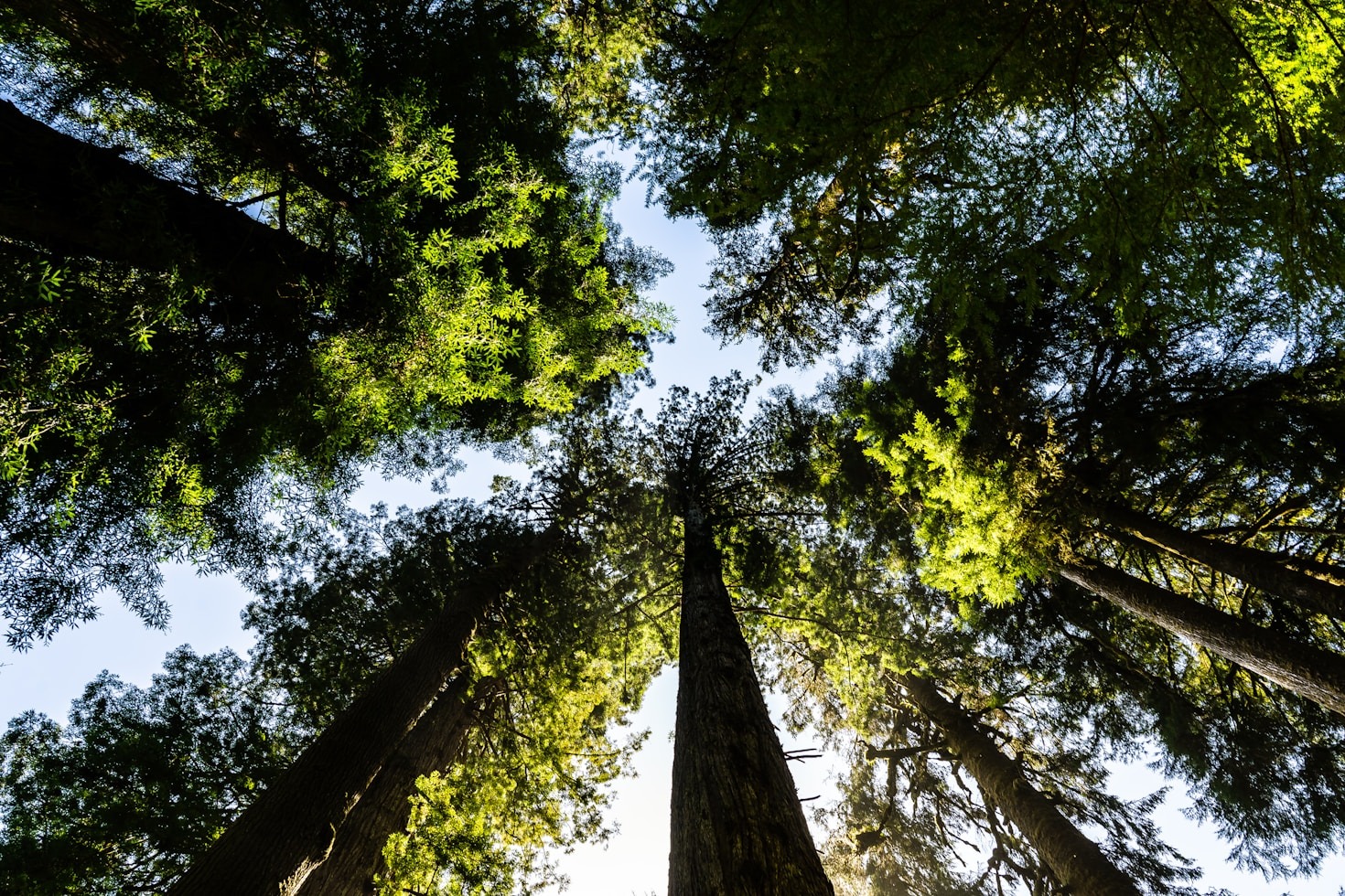 Herramientas legales para la protección ambiental